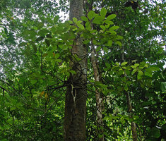 Schefflera sp., epiphytic, Selangor, Malaysia