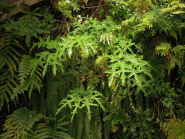 Schefflera sp (known as S. &#039;Nova&#039;)on Patrick Blanc vertical garden