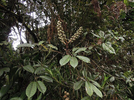 Heptapleurum (syn. Schefflera) stramineum, a tall shrub at forest edge, Kumul, 2800 m asl, Mount Hagen, Papua New Guinea