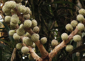 Heptapleurum (syn. Schefflera) stramineum, flower heads, Kumul, 2800 m asl, Mount Hagen, Papua New Guinea