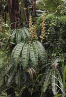 Heptapleurum (syn. Schefflera) stramineum, leaves and inflorescences, Rondon ridge, 2000 m asl, Mount Hagen, Papua New Guinea