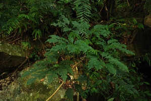 Schefflera on a slope, detail,Taroko, Taiwan