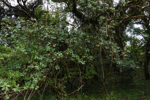 Schefflera volkensii, an evergreen epiphytic species on the huge deciduous Schefflera abyssinica, Harenna forest, 2300 m asl, Bale NP, Ethiopia