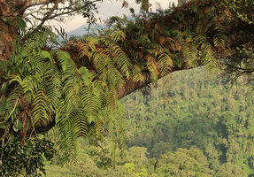 Schellolepis (syn. Goniophlebium, Polypodium) subauriculata, Bromo Tengger Semeru NP, Java
