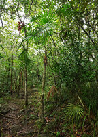 Schippia concolor in forest understory, Mountain Pine Ridge Forest Reserve, Belize