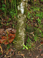Schippia concolor, stipe covered by a thick cork layer, Mountain Pine Ridge Forest Reserve, Belize