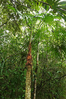 Schippia concolor, stipe early producing its protective cork layer, Mountain Pine Ridge Forest Reserve, Belize