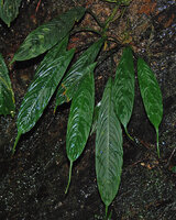 Bau (= Schismatoglottis) antu, endless leaf acumen, Batang Ai, Sarawak