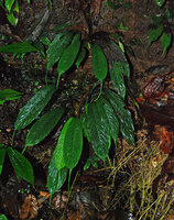 Bau (= Schismatoglottis) antu with almost endless acumen on seeping rock in its rheophytic habitat, Batang Ai, Sarawak