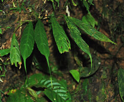 Bau (= Schismatoglottis) antu with characteristic endless acumen, Batang Ai, Sarawak
