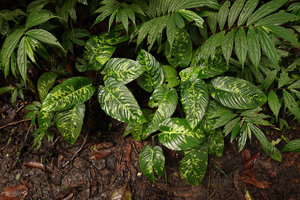 Schismatoglottis calyptrata and Elatostema cf. integrifolium, Tenaru Falls, Guadalcanal, Solomon Islands