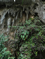 Schismatoglottis monoplacenta on vertical limestone cliff, just above the Melinau river, Gunung Mulu NP, Sarawak, Borneo