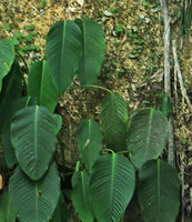 Schismatoglottis monoplacenta, vertically hanging leaf blades, Gunung Mulu NP, Sarawak, Borneo