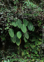 Schismatoglottis monoplacenta, vertically hanging leaf blades on limestone cliff, just above the Melinau river, Gunung Mulu NP, Sarawak, Borneo