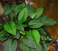 Philonotion(syn. Schismatoglottis) spruceanum on a forest stream bank, Presidente Figueiredo, Manaos, Amazonas, Brazil
