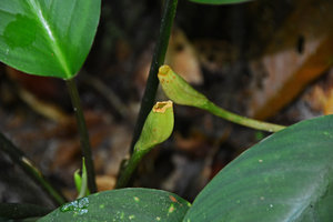 Philonotion (syn. Schismatoglottis) spruceanum, upper part ot spatha abscission, Presidente Figueiredo, Manaos, Amazonas, Brazil
