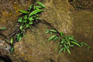 Schismatoglottis subundulata anchored in limestone rock cracks along the river, Bantimurung, South Sulawesi