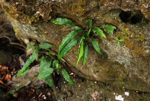 Schismatoglottis subundulata in limestone rock crack along the river, Bantimurung, South Sulawesi