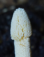 Schismatoglottis subundulata, male part of spadix and top globose staminodial part