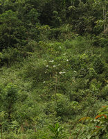 Schizomussaenda henryi as a small pioneer  tree in perturbated forest, Nam Cang, Sapa, Vietnam