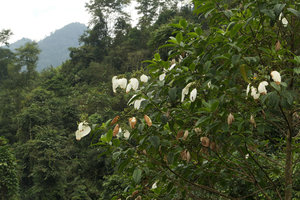 Schizomussaenda henryi late flowering period with fading white calyx calycophylls, Nam Cang, Sapa, Vietnam