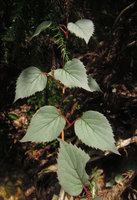Schizophragma hydrangeoides &#039;Silver&#039;, Yamaguchi, Japan