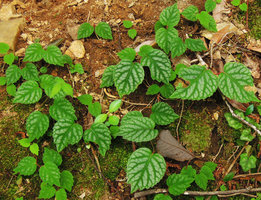 Schizophragma hydrangeoides &#039;Tiger&#039;, Yamaguchi, Japan