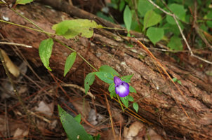 Schizotorenia finetiana, flowering stem creeping on forest floor, Bidoup Nui Ba NP, Vietnam