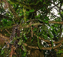 Schlumbergera truncata, epiphytic in humid shaded understory, PN Sierra dos Orgaos, Teresopolis, Brésil