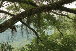 Schoenorchis juncifolia, branched freely hanging stems, Bromo Tengger Semeru NP, Java