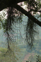 Schoenorchis juncifolia, branched freely hanging stems in mountain mist, Bromo Tengger Semeru NP, Java