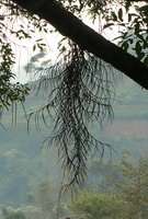 Schoenorchis juncifolia, Bromo Tengger Semeru NP, Java
