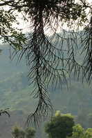 Schoenorchis juncifolia, freely hanging stems in mountain mist, Bromo Tengger Semeru NP, Java