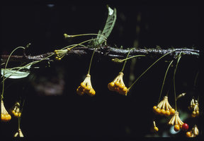 Sciadotenia cayennensis, Mt Galbao, Saul, French Guyana