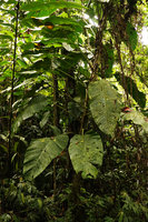 Scindapsus altissimus in forest understory, Tenaru Falls, Guadalcanal, Solomon Islands