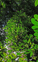 Scindapsus hederaceus climbing along a tree trunk, Bukit Timah, Singapore