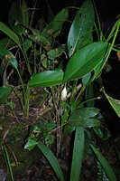 Scindapsus kinabaluensis flowering on earth bank in forest understory, Kinabalu NP, 1600 m asl, Sabah, Borneo