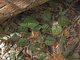 Scindapsus lucens, Ulu Gombak FR, Selangor, Malaysia