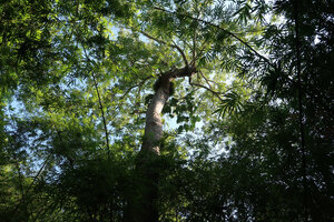 Scindapsus maclurei, detached leafy stem in dry forest canopy, Khao Kho, Phetchabun, Thailand