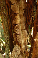 Scindapsus maclurei, foliaceous expansions of the corky rhytidome of the feeding roots, Kaeng Krachan NP, Thailand