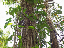 Scindapsus maclurei, leafy stems not corky contrary to the freely hanging feeding roots, Kaeng Krachan NP, Thailand