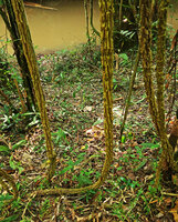 Scindapsus maclurei, long detached feeding roots covered by a thick corky rhytidome, Khao Kho, Phetchabun, Thailand