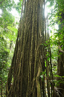 Scindapsus maclurei, long freely hanging feeding roots covered by thick corky rhytidome, Kaeng Krachan NP, Thailand