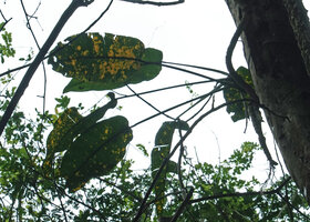 Scindapsus maclurei, long petioled damaged leaves in forest canopy, Kaeng Krachan NP, Thailand