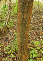 Scindapsus officinalis, articulated corky fire resistant stem emitting horizontal clasping roots, Phae Muang Phee canyon, Phrae, Thailand