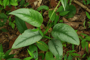 Scindapsus officinalis, offshoot with silver leaves emerging from underground stem, Phae Muang Phee canyon, Phrae, Thailand