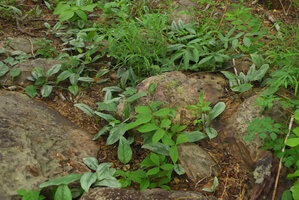 Scindapsus officinalis, vegetative population of offshoots with silver leaves, Phae Muang Phee canyon, Phrae, Thailand
