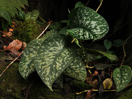 Scindapsus pictus, a big leaved densely spotted form, Camba, Maros, South Sulawesi