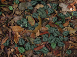 Scindapsus pictus, creeping stems under leaf litter and emerging leaves, Bukit Timah, Singapore
