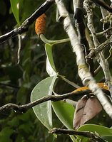 Scindapsus pictus, leaves and infructescence in forest canopy, Danum Valley, Sabah, Borneo